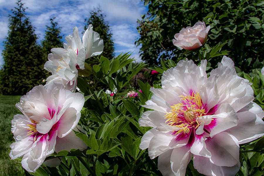 White and Pink Peony Photograph by Brian Caldwell