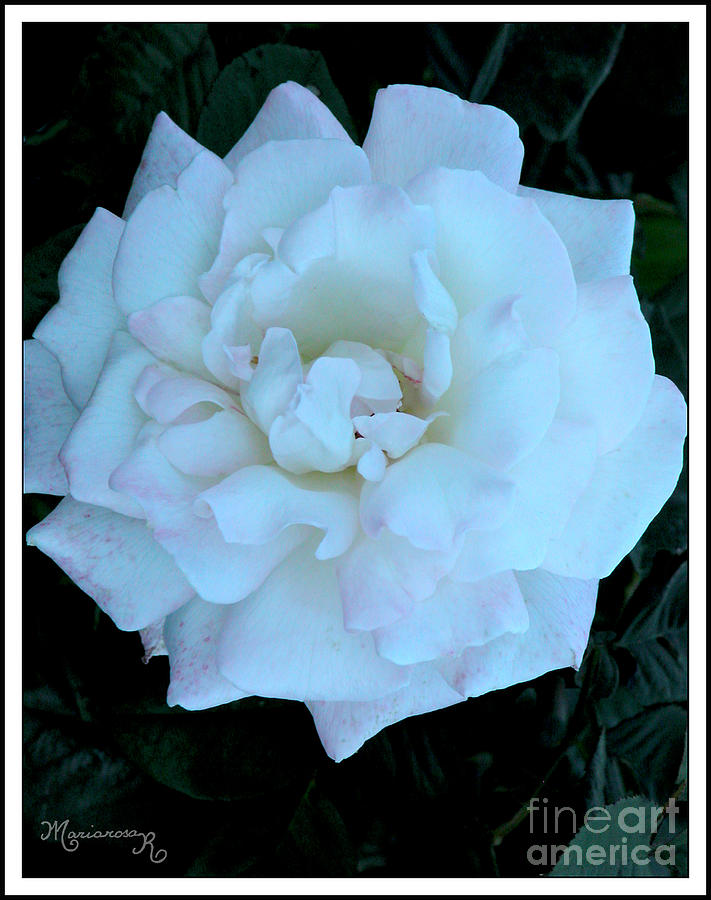 White and Pink Rose Photograph by Mariarosa Rockefeller