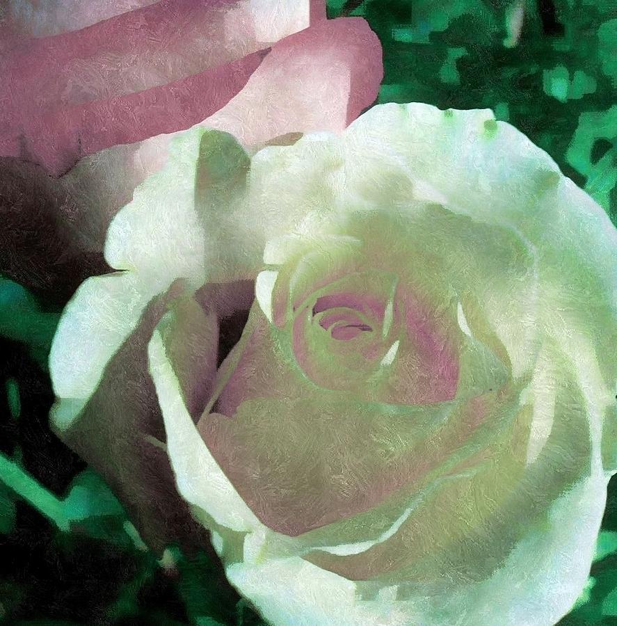 White and Pink Roses Photograph by Femina Photo Art By Maggie