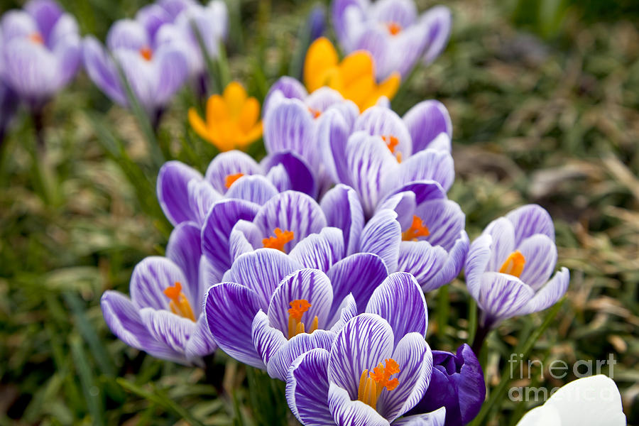 White and Purple Crocus Photograph by Jill Lang