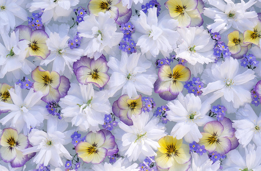 White And Purple Flowers Photograph by Jan Vermeer