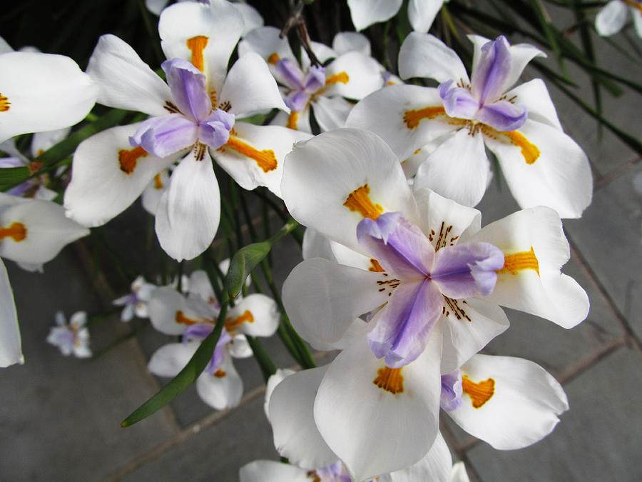 White and Purple Iris Flowers Photograph by Tom Hefko
