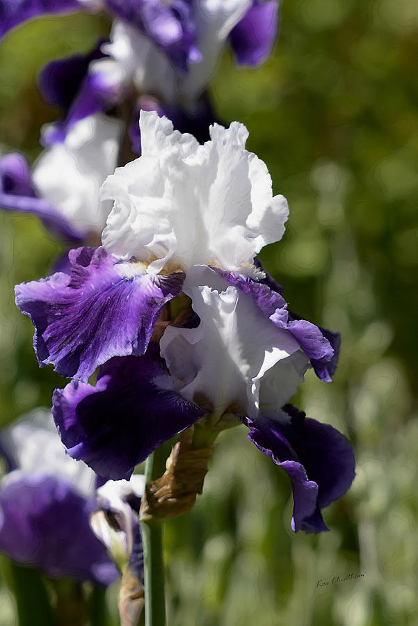 White and Purple Iris Photograph by Kae Cheatham