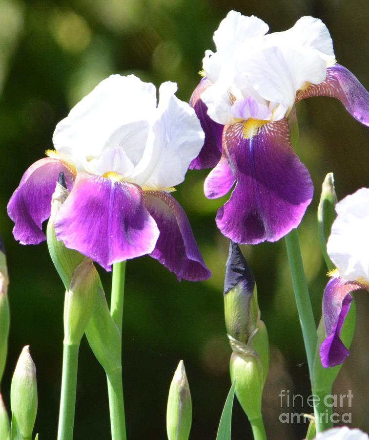 White and factory Purple Iris