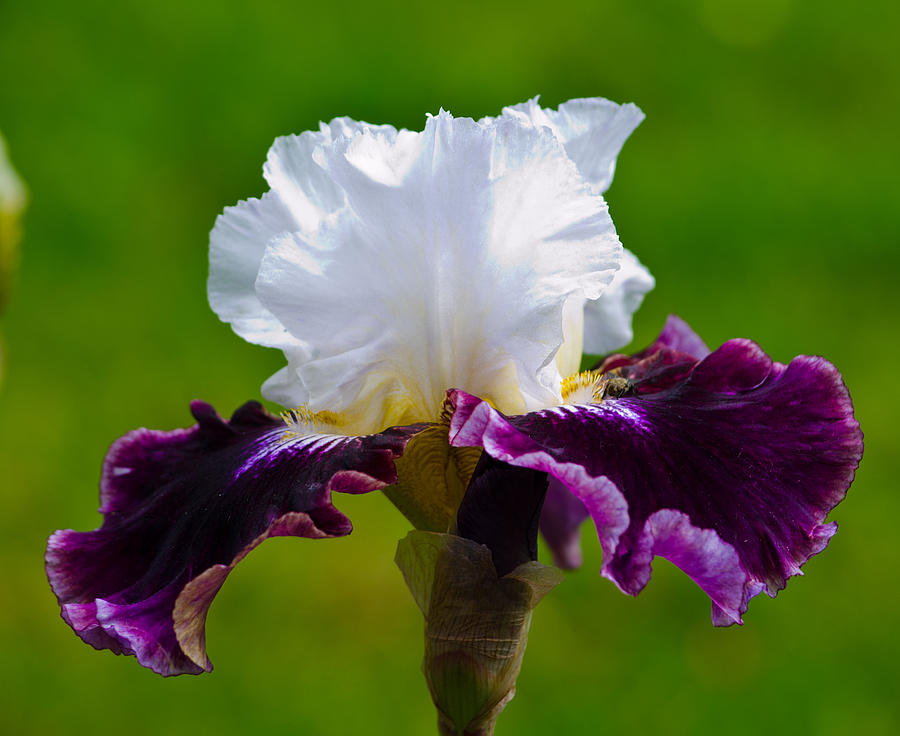 Iris Photograph - White and Purple Iris by Tikvahs Hope