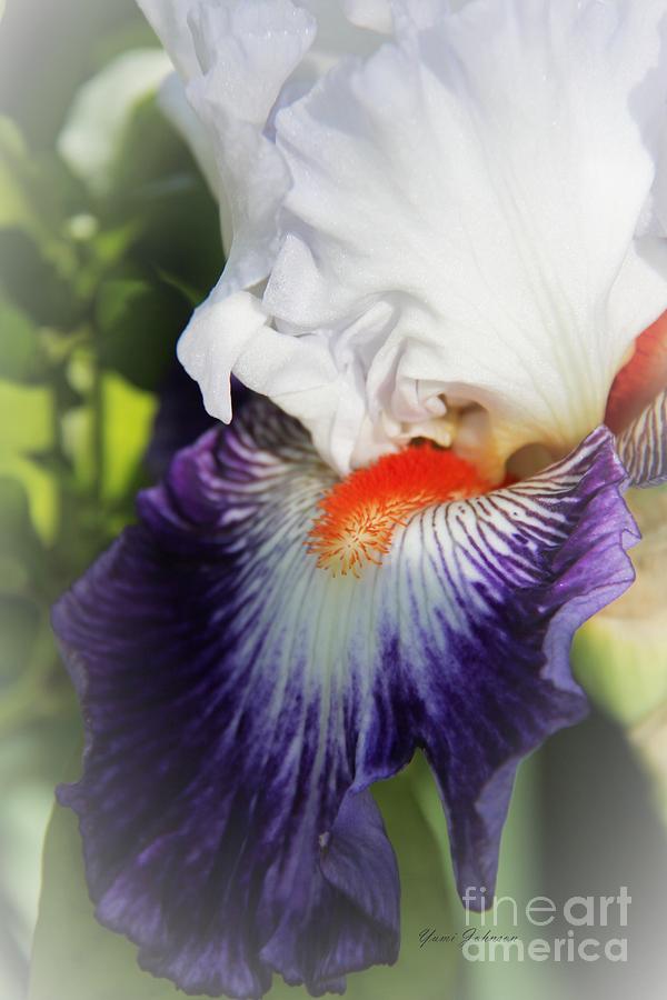 White and Purple Iris Photograph by Yumi Johnson
