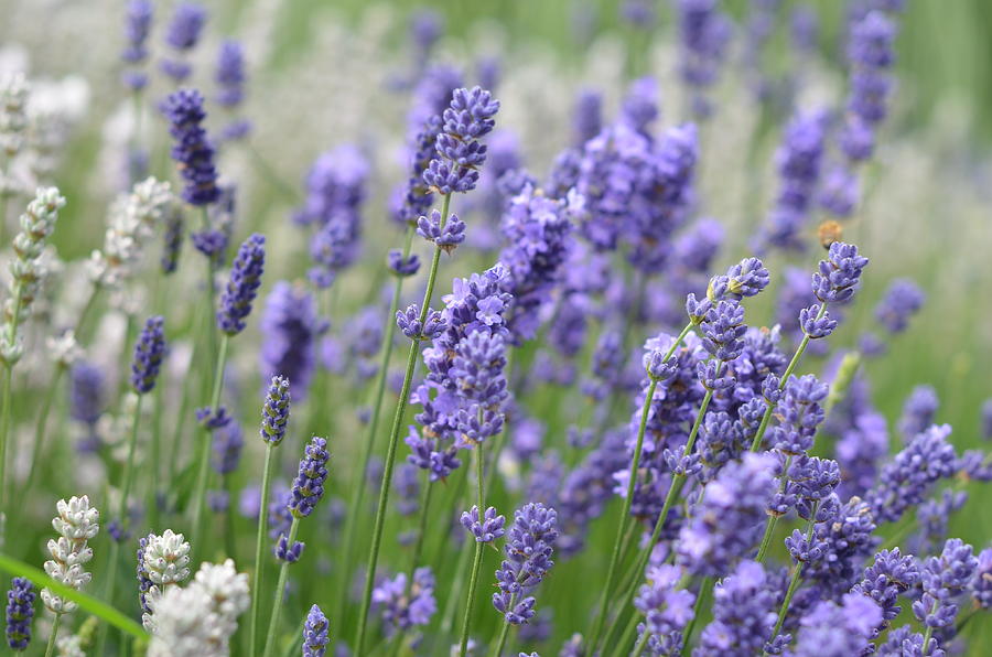 White And Purple Lavender Photograph