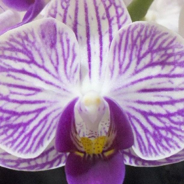 White And Purple Orchid Photograph by Ashley Flowers