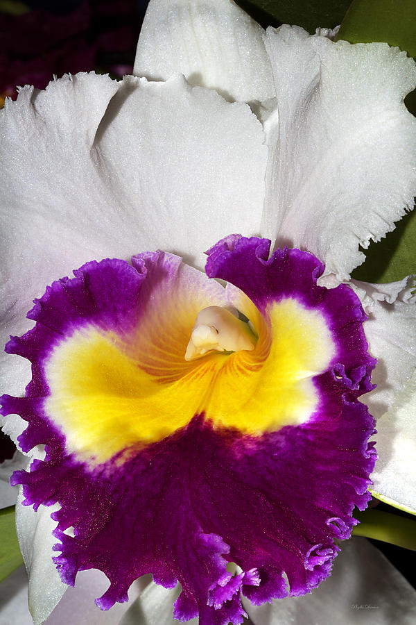 White And Purple Orchid Photograph by Phyllis Denton