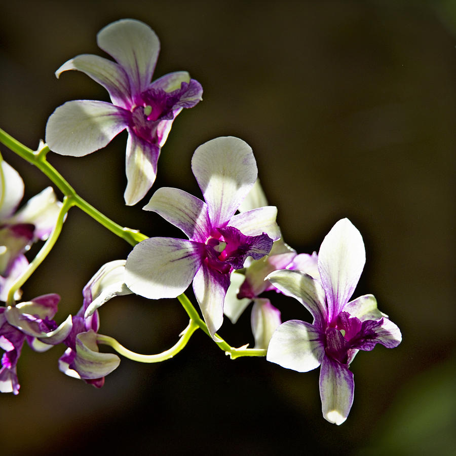 White And Purple Orchids 1 Photograph