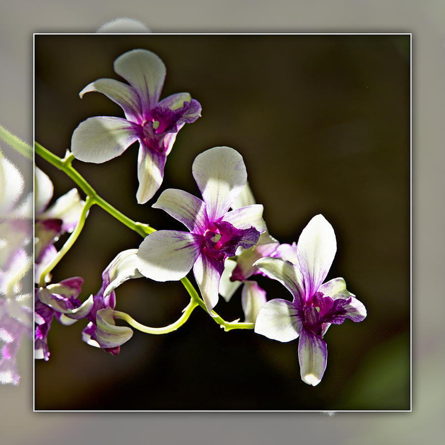 White And Purple Orchids 1b Photograph