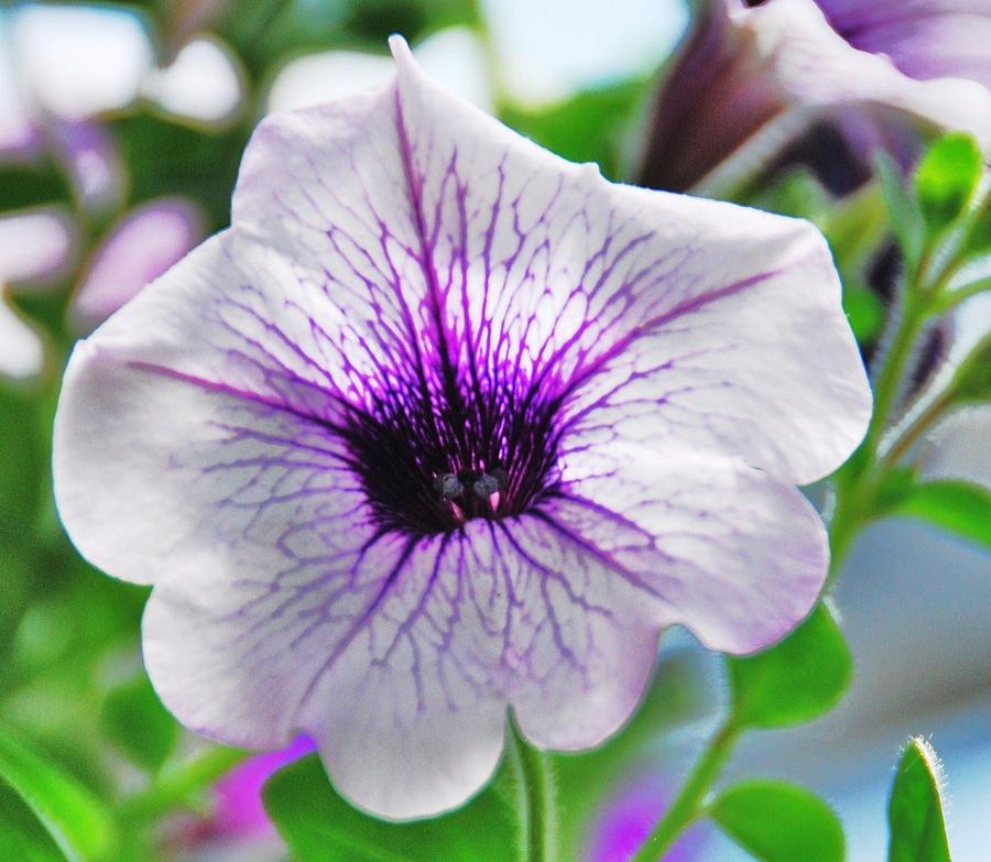 White And Purple Petunia Photograph by Marcus Dagan