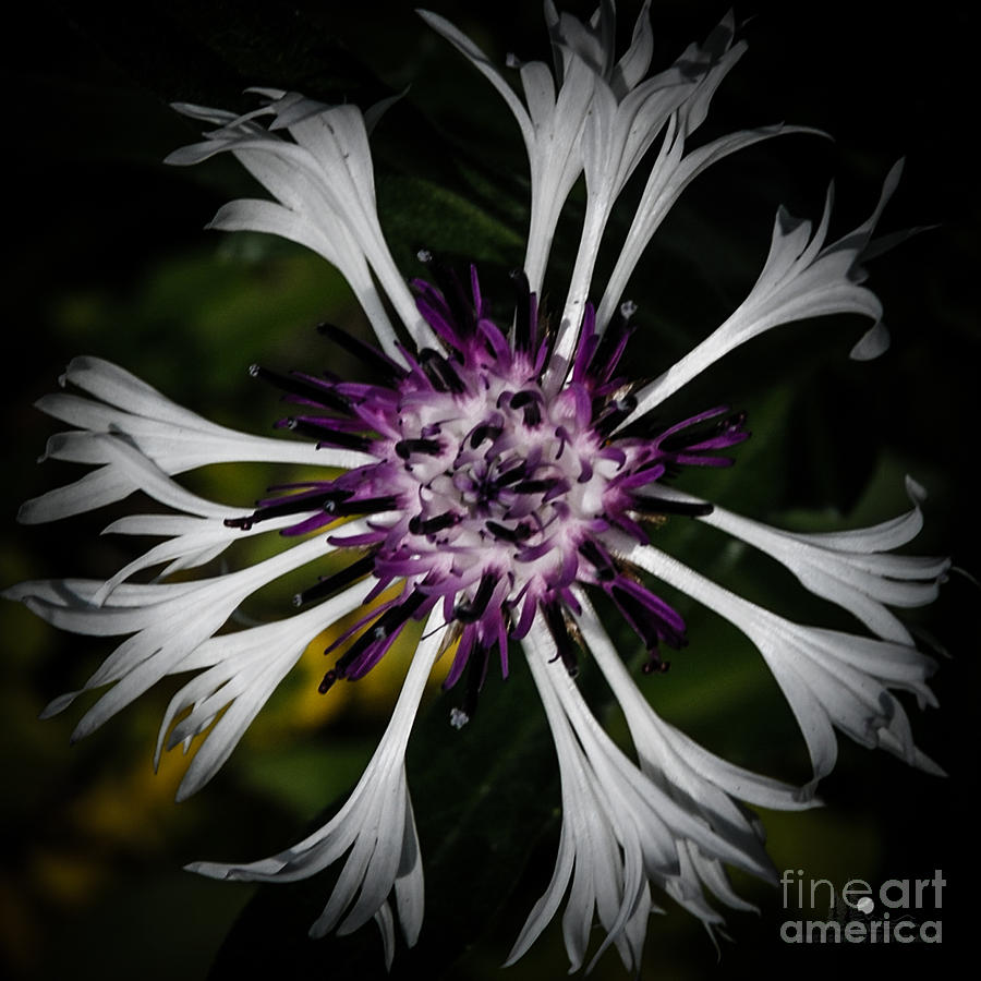 White and Purple Photograph by Ronald Grogan