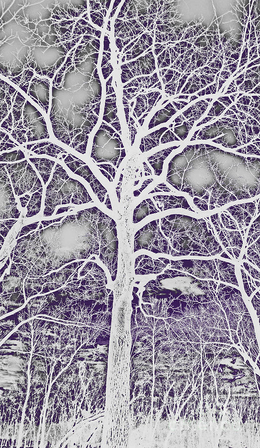 Tree Digital Art - White and Purple Tree Branches Abstract Design by Adri Turner
