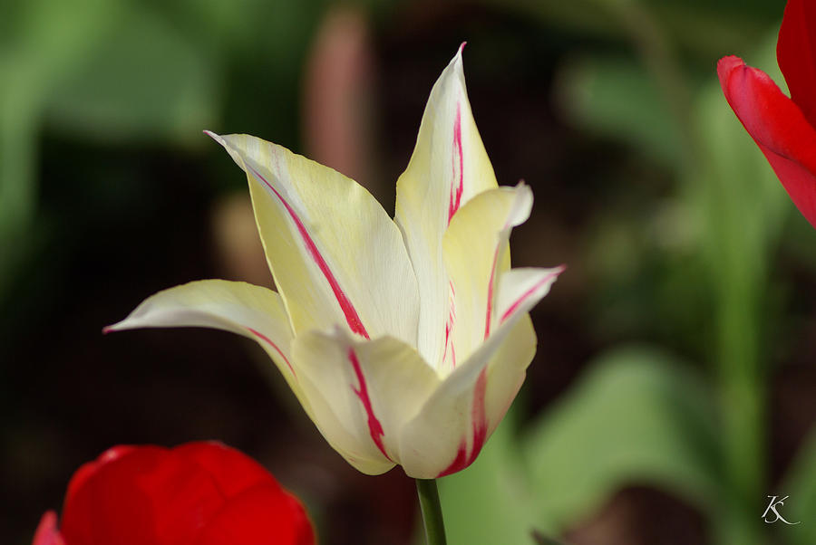 White and Red Flower Photograph by Kelly Smith