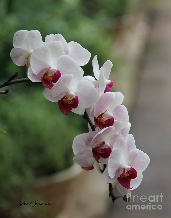 White and Red Orchids Photograph by Yumi Johnson