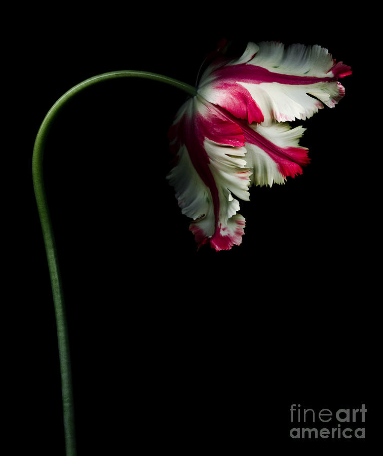 Flower Photograph - White and Red Parrot Tulip by Oscar Gutierrez