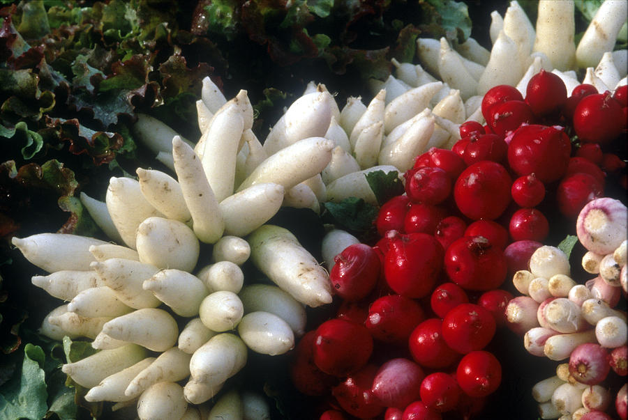 Vegetable Photograph - White and Red Radishes by Harold E McCray