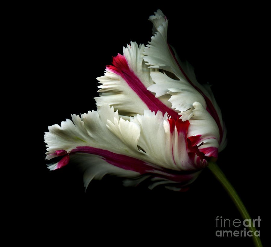 White and Red Tulip Photograph by Oscar Gutierrez