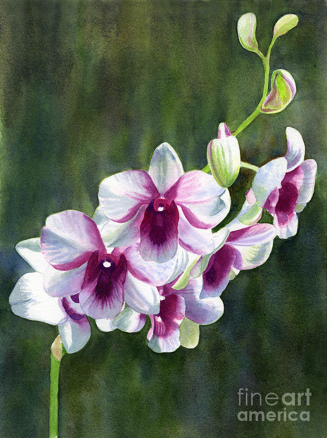 Orchid Painting - White and Red Violet Orchid by Sharon Freeman