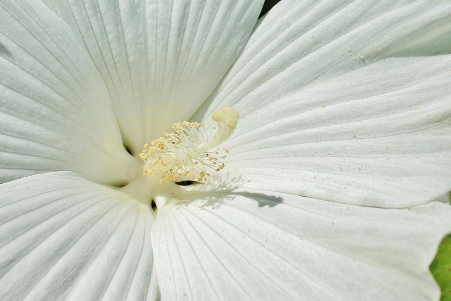 White and Shadow Photograph by Jean Goodwin Brooks