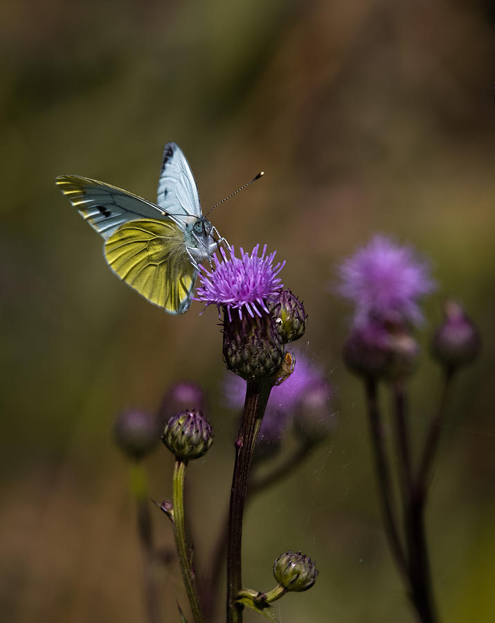 Butterfly Photograph - White And Yellow Butterfly On Thistl by Leif Sohlman