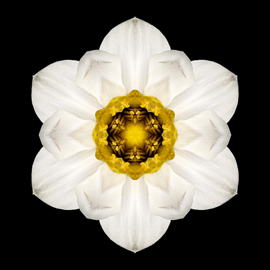 White and Yellow Daffodil Flower Mandala Photograph by David J Bookbinder