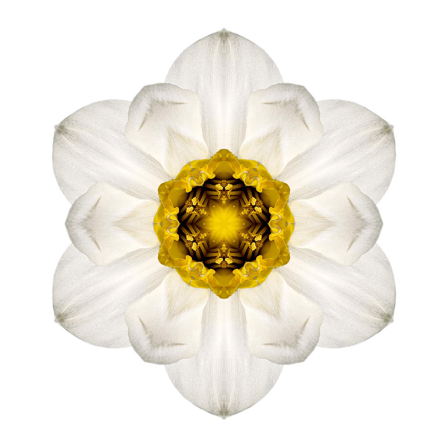 White and Yellow Daffodil I Flower Mandala White Photograph by David J Bookbinder