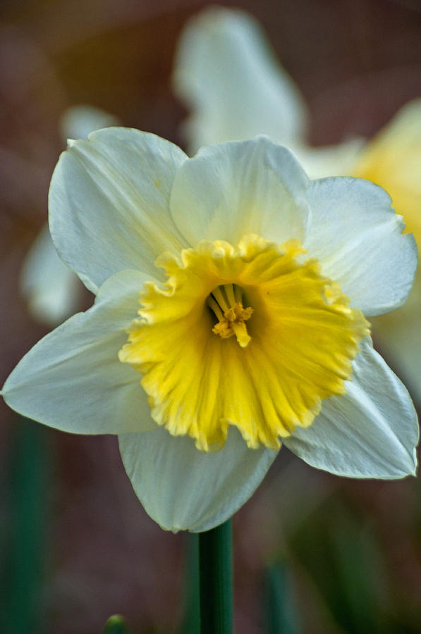 White and Yellow Daffodil Photograph by Tikvahs Hope