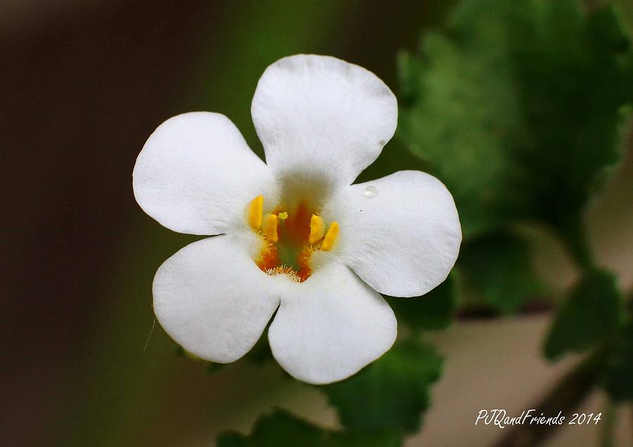 White and Yellow Flower Photograph by PJQandFriends Photography
