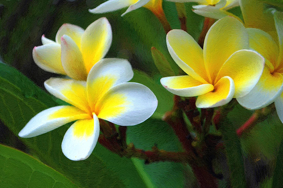 White and Yellow Frangipani 001 Painting by Dean Wittle