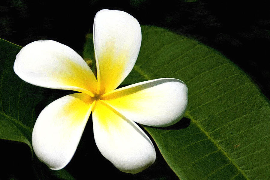 White and Yellow Frangipani 002 Painting by Dean Wittle