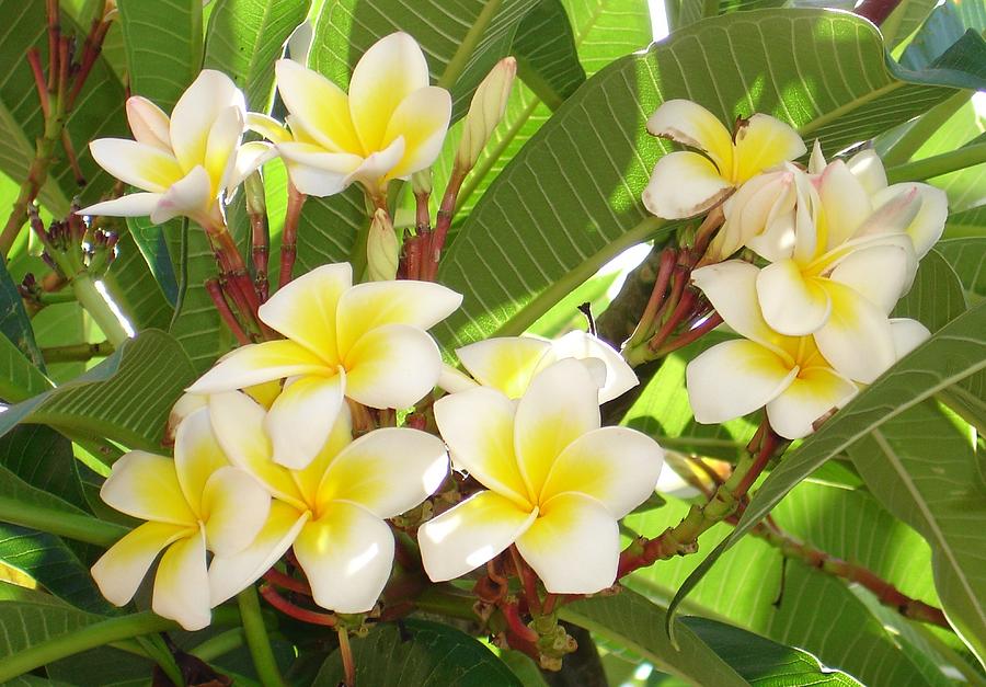 White and Yellow Frangipani Flowers with Leaves in Background Photograph by Taiche Acrylic Art