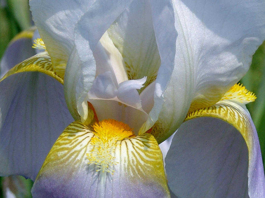 Iris Photograph - White and Yellow Iris by David Hohmann