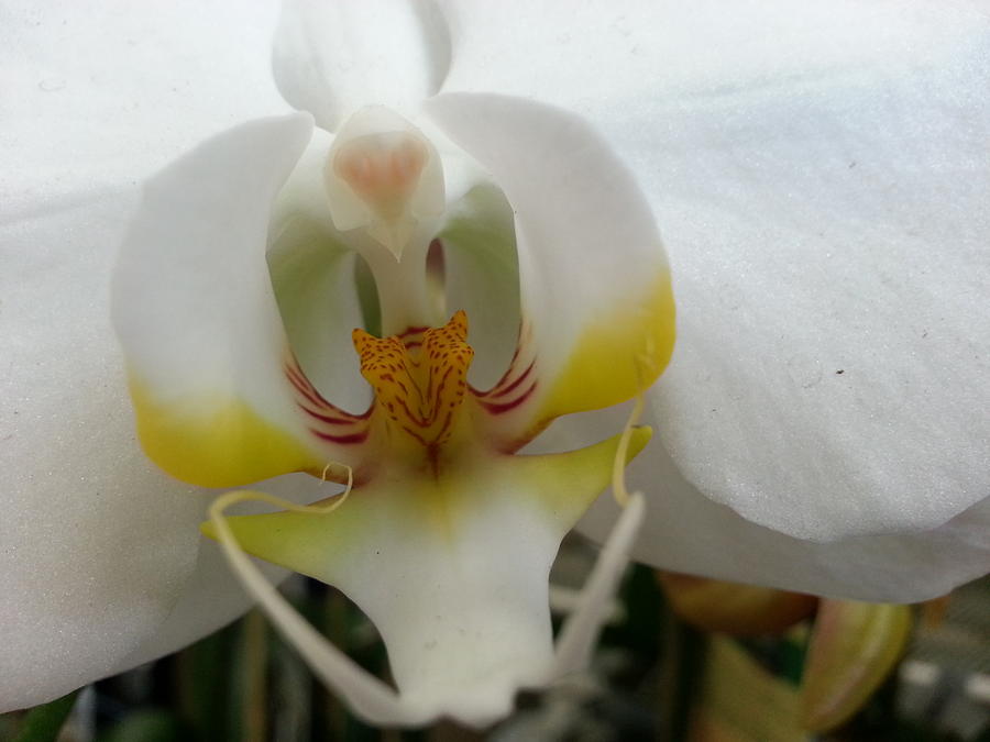 White and Yellow Orchid Photograph by Caryl J Bohn