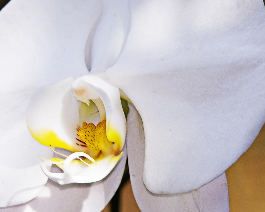 White And Yellow Orchid Photograph