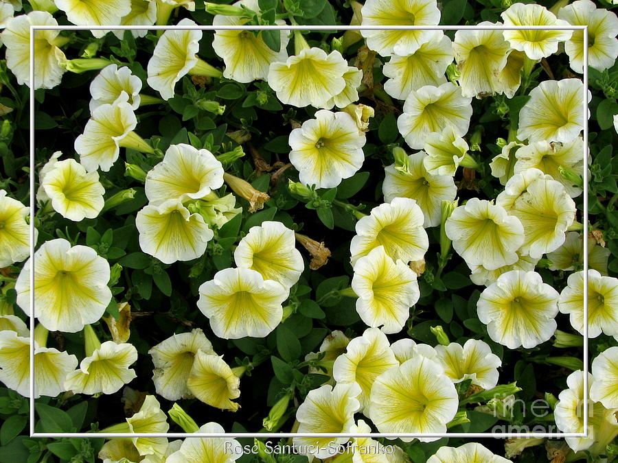 White and Yellow Petunias Photograph by Rose Santuci-Sofranko