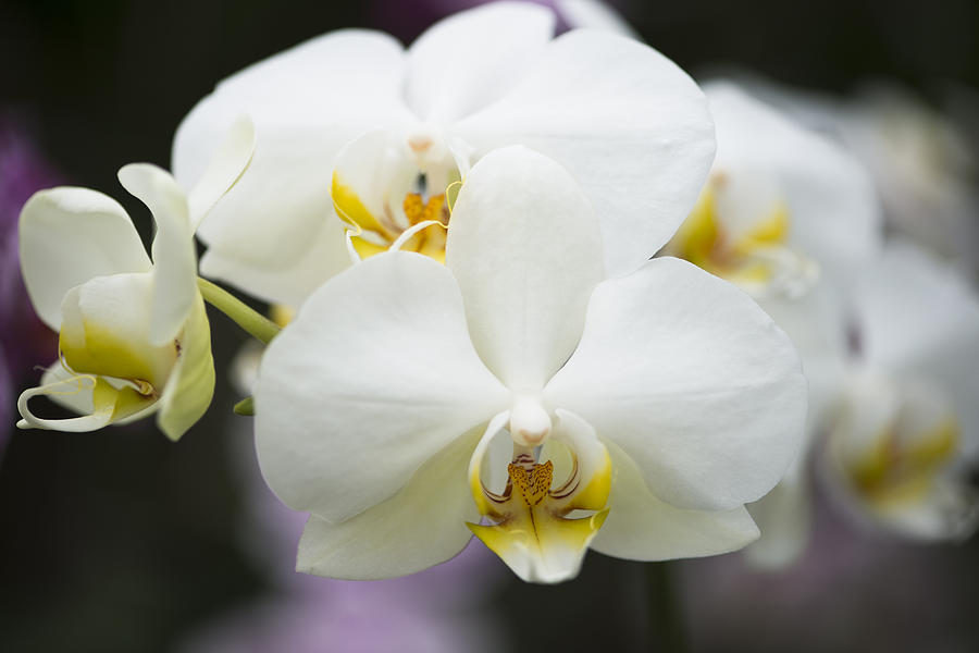 White And Yellow Phalaenopsis Orchid Photograph