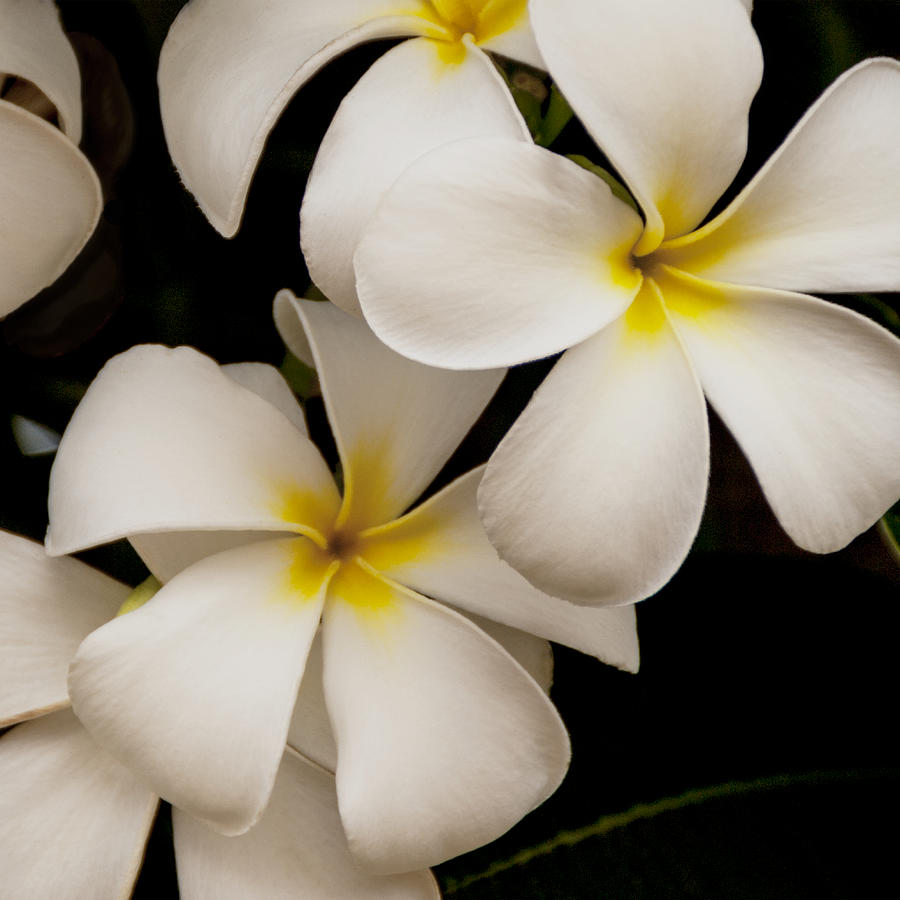 White And Yellow Plumeria - Kauai Hawaii Photograph by Brian Harig