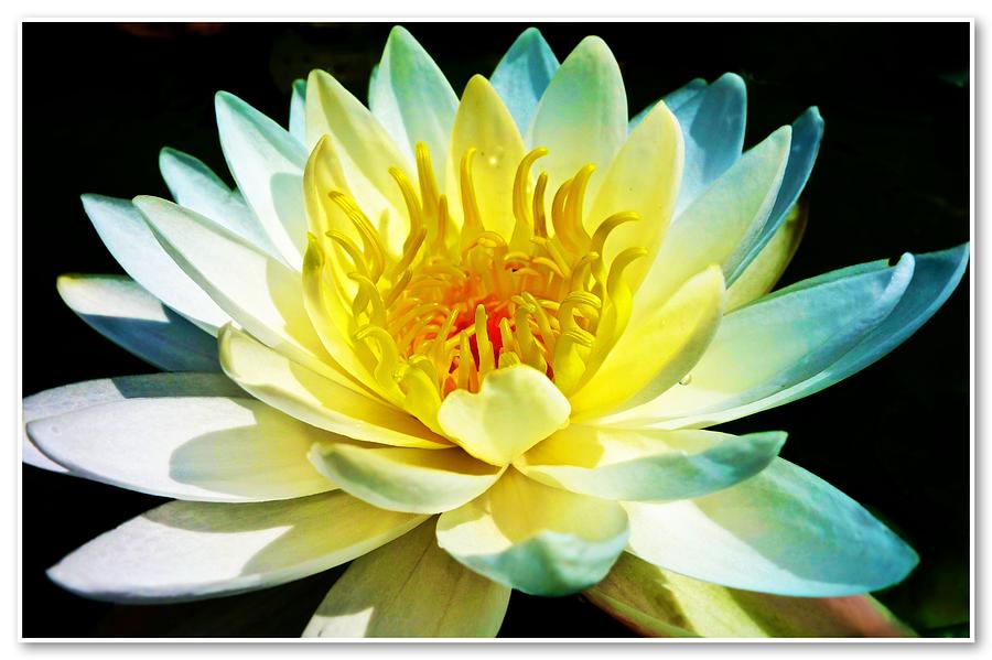 White and Yellow Water Lily Photograph by Joan Reese