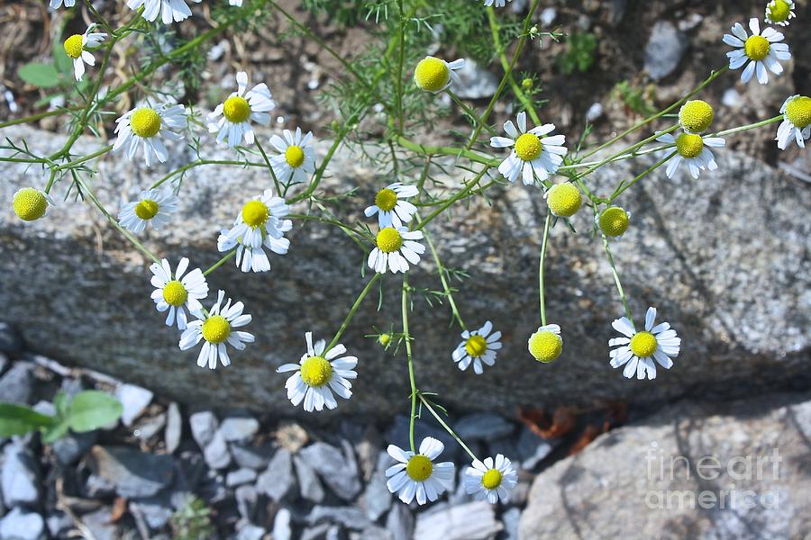 Landscape Photograph - White and yellow wild flowers by Arelys Jimenez