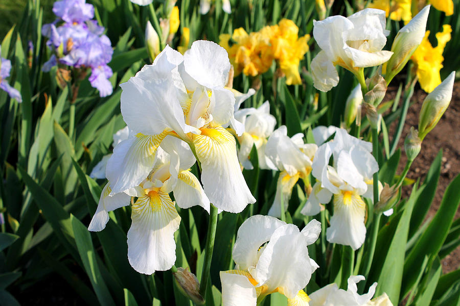 White and Yellows Photograph by Mark Szep | Fine Art America