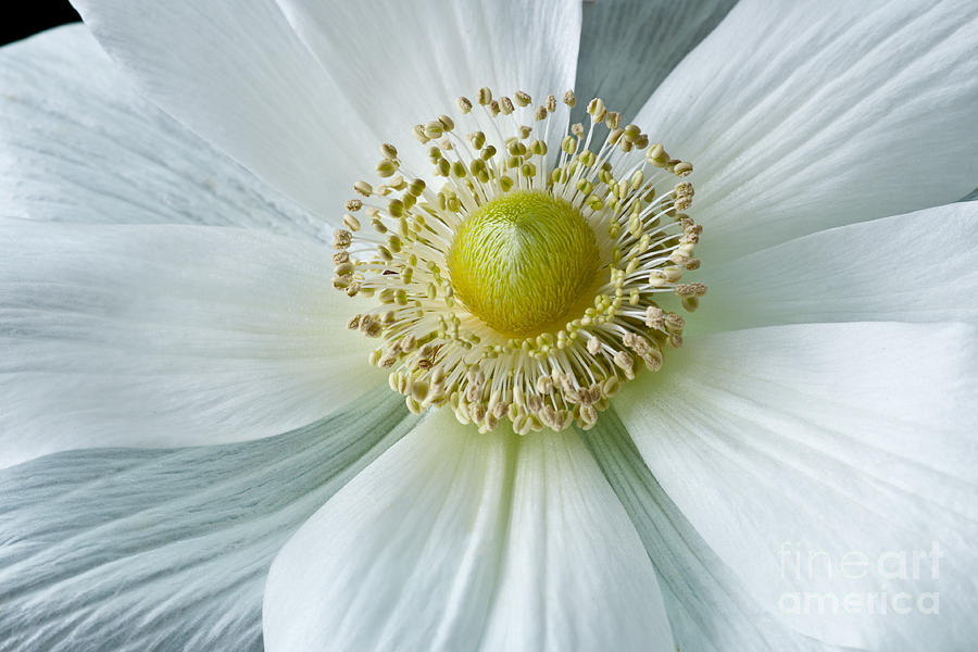 Nature Photograph - White Anemone 2012 by Art Barker