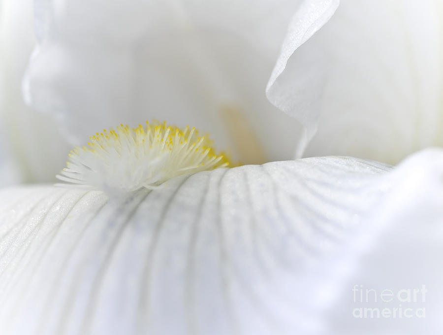 White Angel  Photograph by Elaine Manley