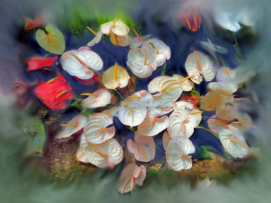 Flowers Still Life Digital Art - White Anthurium radiating. by Usha Shantharam