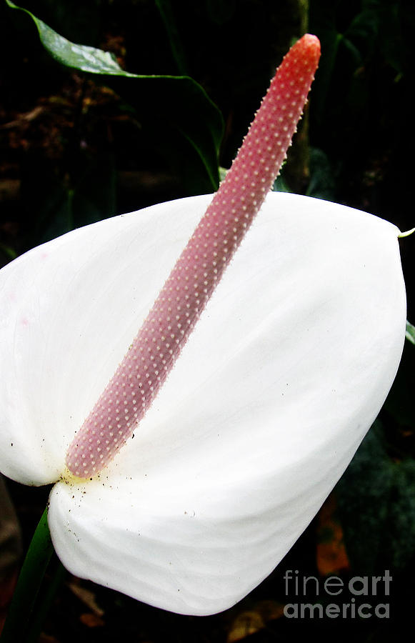 White Anthurium Photograph