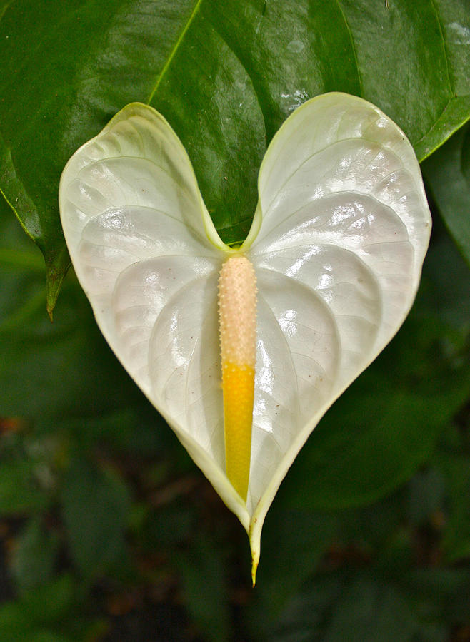 White Anthurium Heart Photograph by Venetia Featherstone-Witty