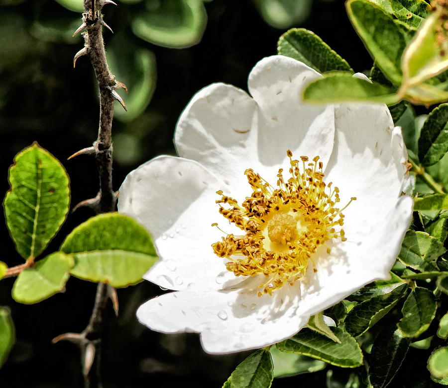 White Antique Rose Photograph by Peggy Blackwell