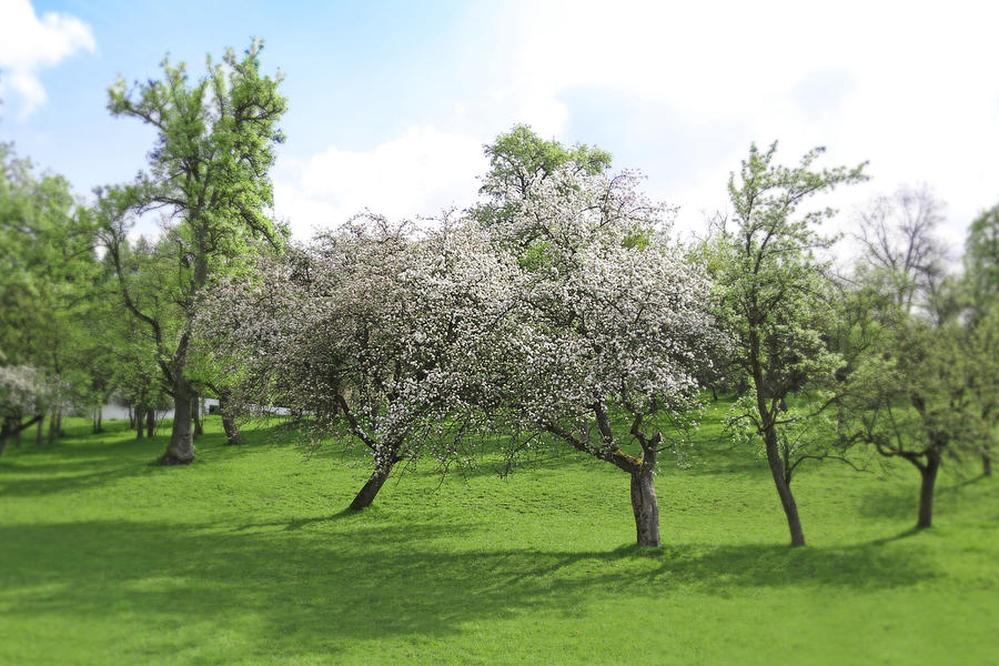 White Apple Blossoms and Austrian Landscape Photograph by Brooke T Ryan