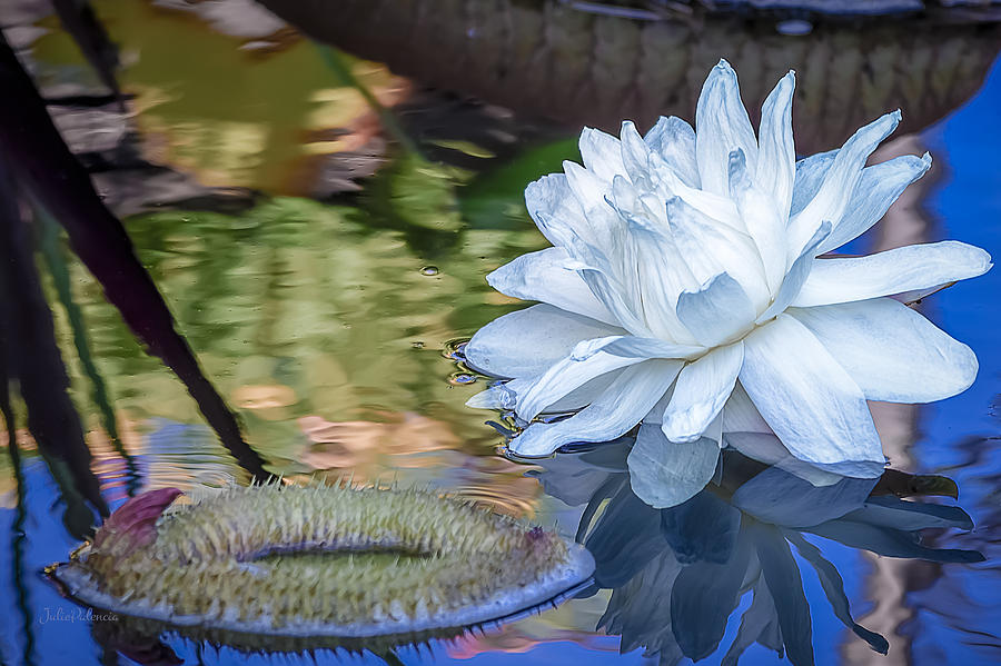 Summer Photograph - White Aquatic Bloom by Julie Palencia